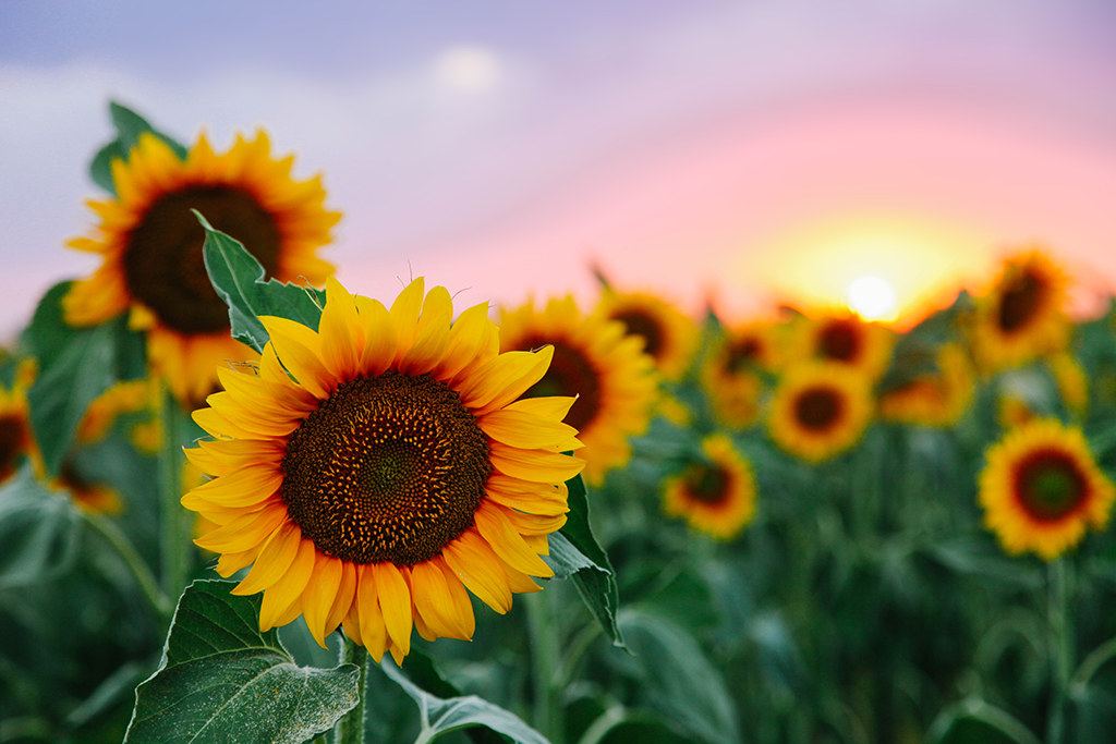 Sunflower lecithin